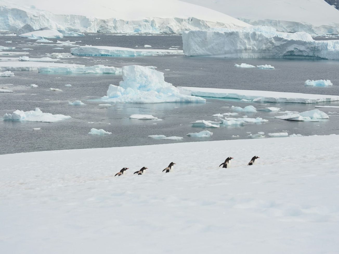 Accelerated melting in the world's cryosphere alarms climate scientists