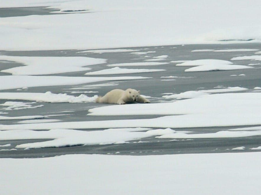 Polar bear on thin Arctic ice