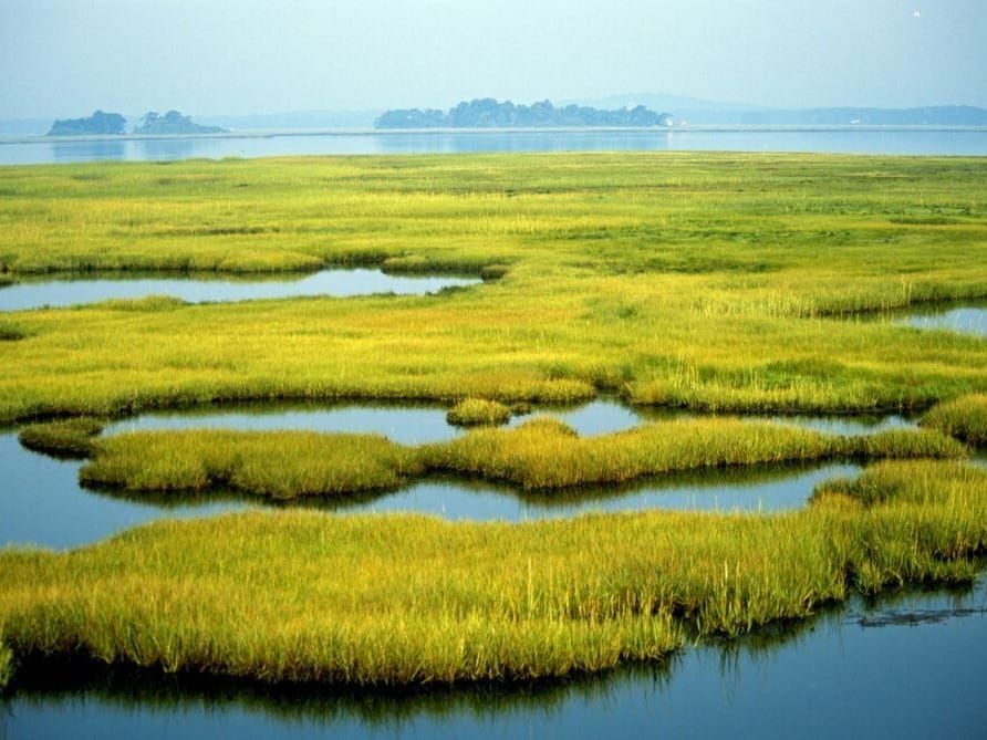 Coastal wetlands in the U.S. at Parker River National Wildlife Refuge