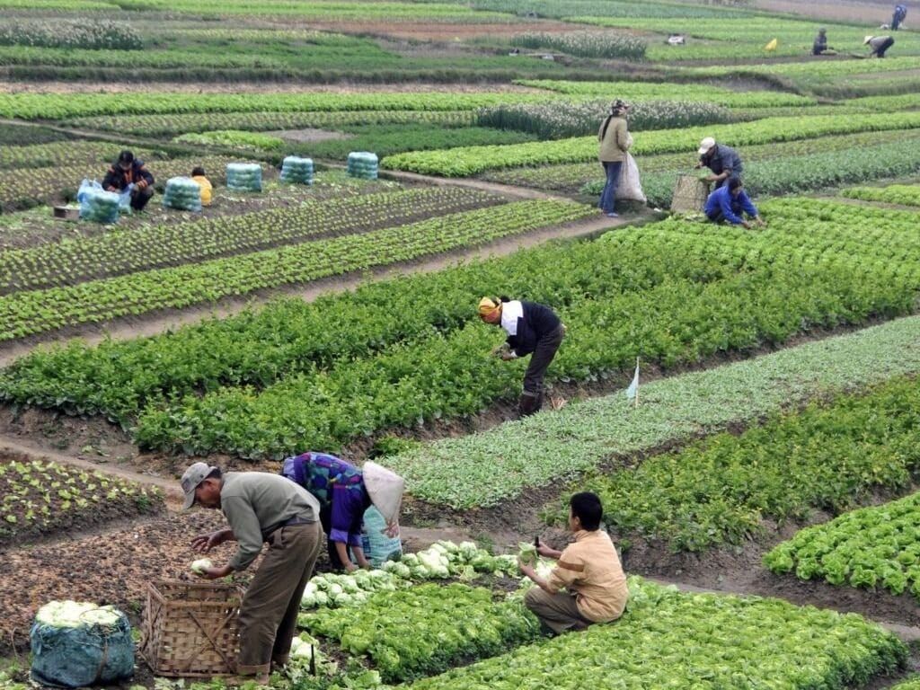 A large farm growing a variety of crops in northern Vietnam's Hạ Long Bay region