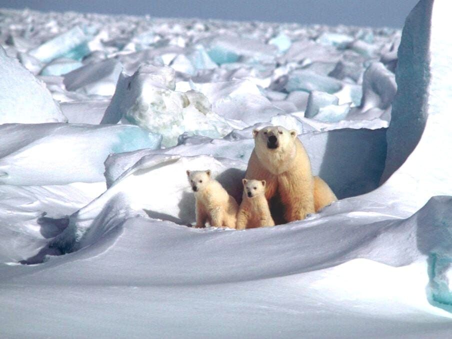 Polar bears in Alaska
