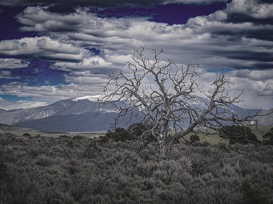 More than 1-in-3 species of trees could disappear in 192 countries