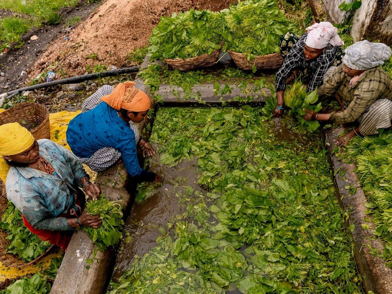 Women farmers in India.