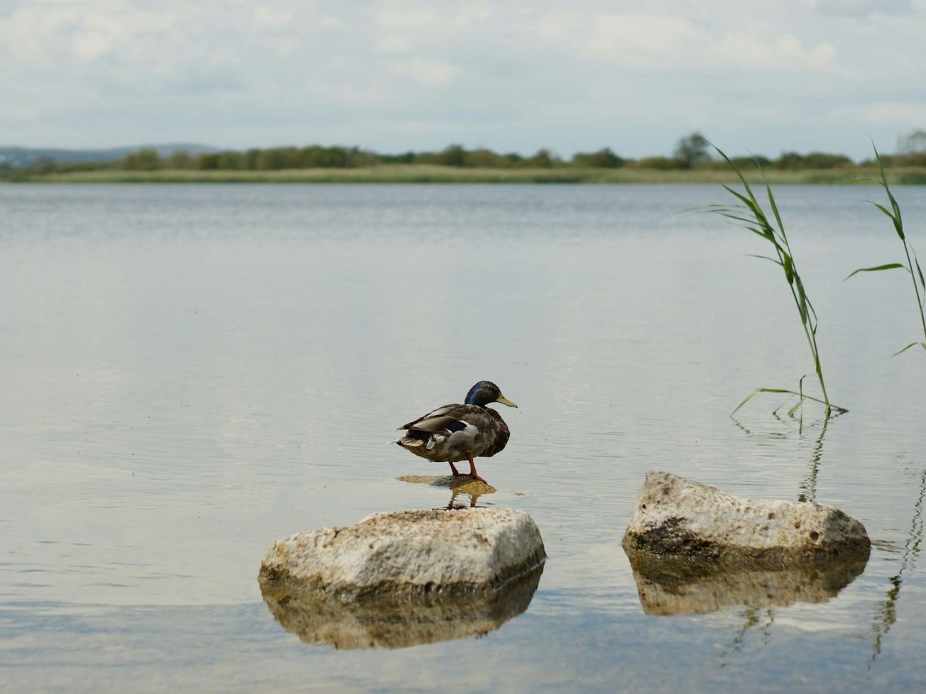 A last-minute deal in Montréal aims to protect 30% of the planet to counter an extinction crisis.