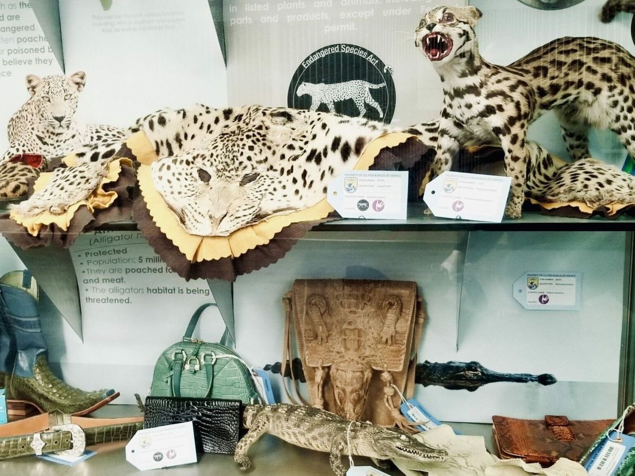 A U.S. Fish and Wildlife Service "buyer beware" exhibit at Newark Liberty International Airport