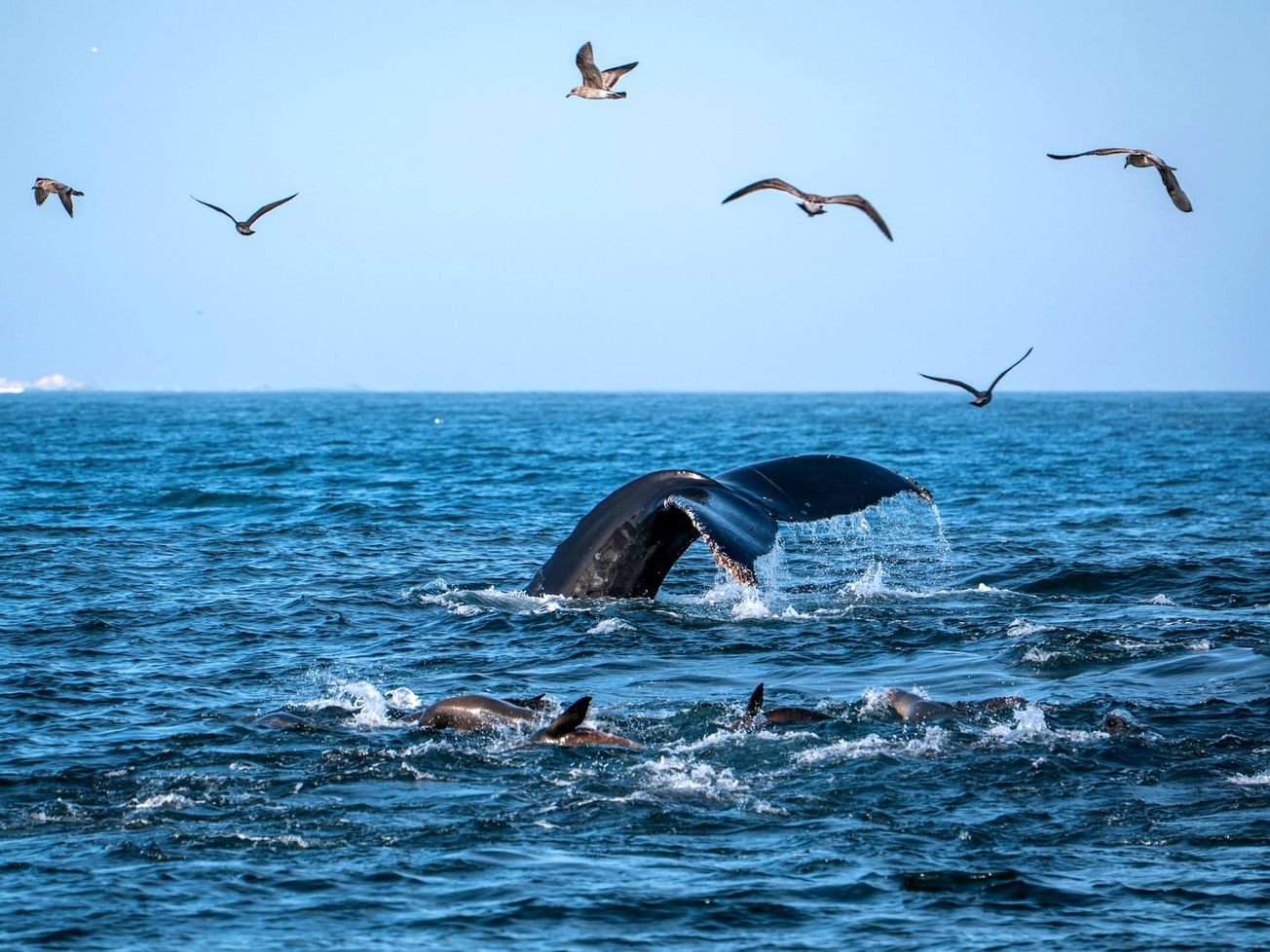 A lifeline for the ocean: U.N. High Seas Treaty secures ratification