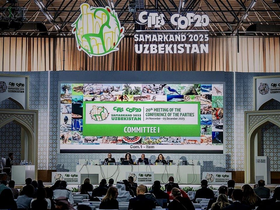 Delegates to the CITES treaty met in Samarkand, Uzbekistan, to advance crucial decisions on international trade regulations for numerous species. 