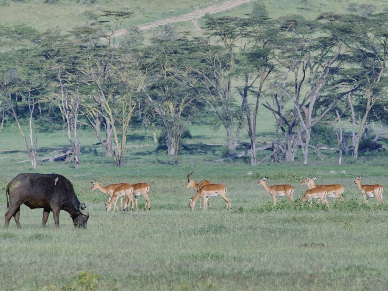 Delegates have begun meeting in Nairobi as part of an international convention that is considered "the Paris Agreement for nature." 