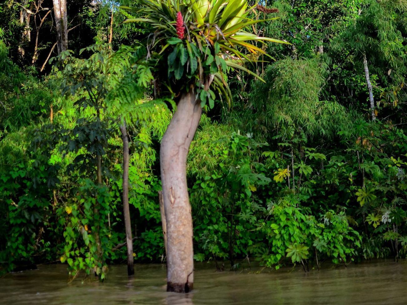 U.N. considers new treaty to combat environmental crime