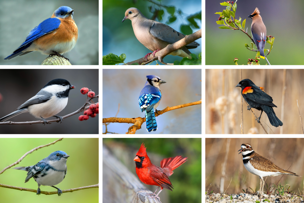 A Guide to Spring Birding Around New Glarus
