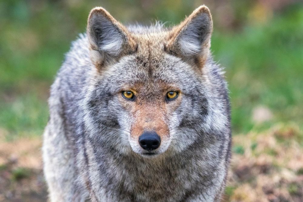 String of Coyote Sightings Reported in and Around New Glarus