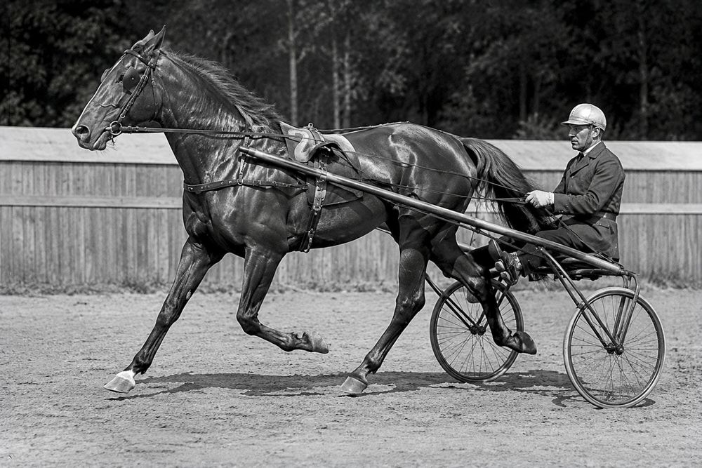 How a Horse May Be the Greatest Athlete in Green County History