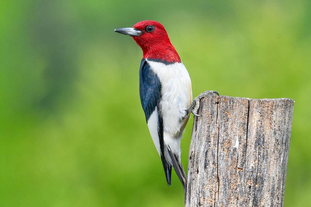 Birding Walk Coming to New Glarus Woods State Park