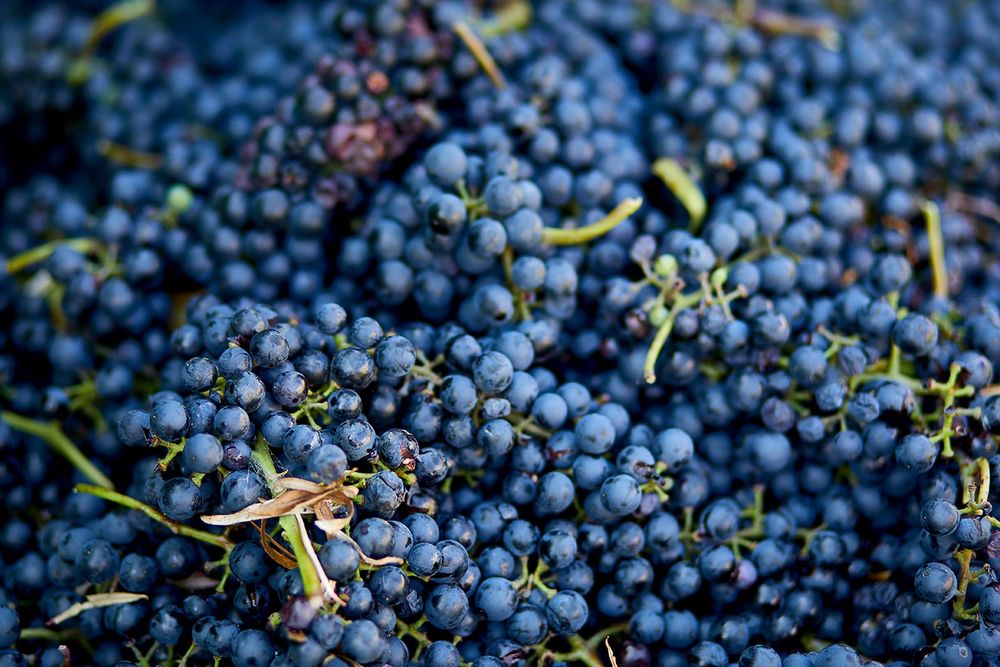 Bailey’s Run Grape Stomp Returns Sept. 12
