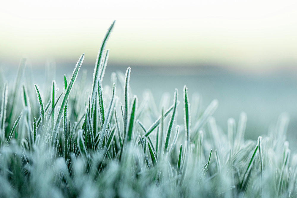 Frost Season Nears in New Glarus, but Not Yet