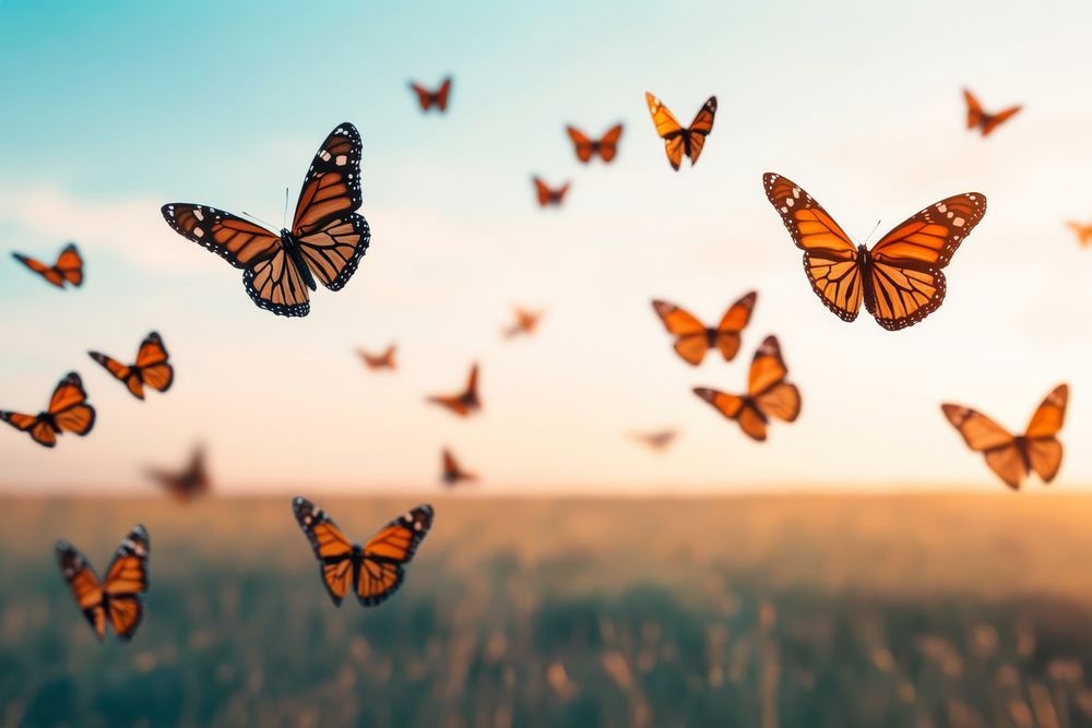 Look Up: Wisconsin's Monarchs Are Heading to Mexico