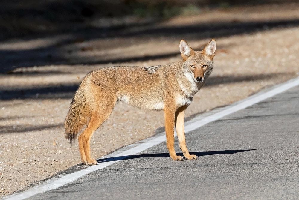 When Do New Glarus Coyotes Become a Nuisance?