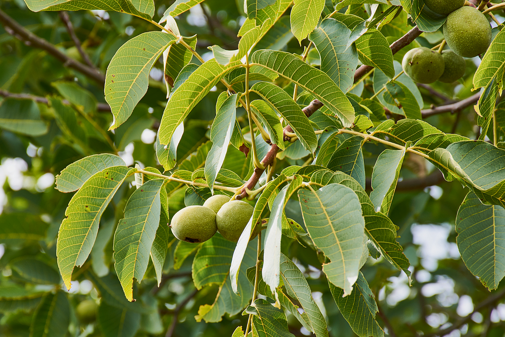 Black Walnut Season Brings a Wild Harvest to Southern Wisconsin
