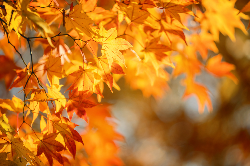 Fall Colors Begin to Show Across Green County