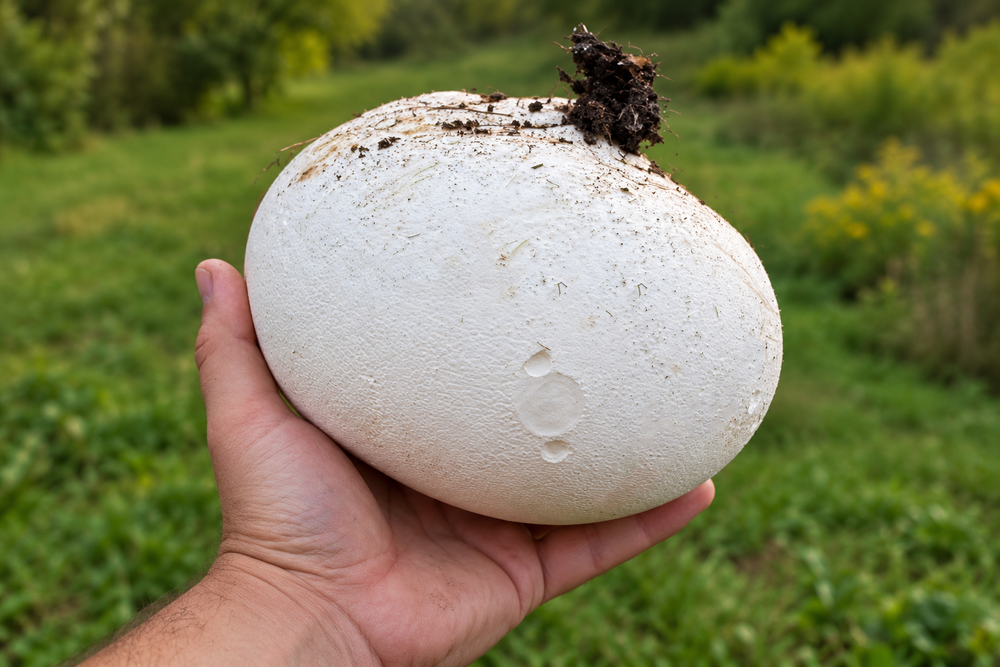 Giant Puffballs Are in Season in Southern Wisconsin