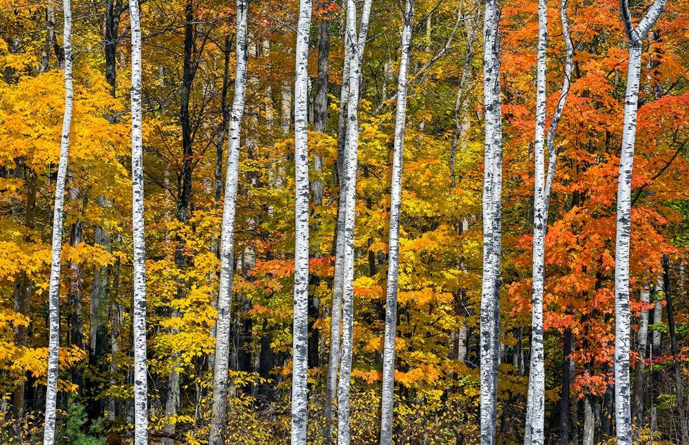 Fall Colors Near Peak as Perfect Weekend Weather Arrives
