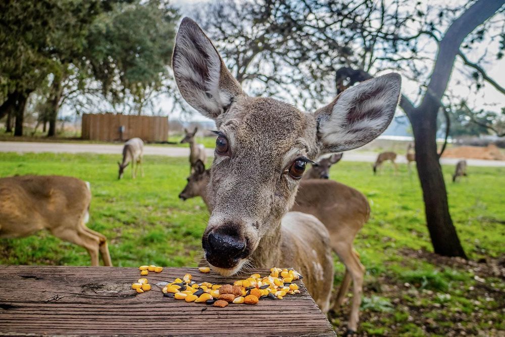 Wisconsin Deer Disease Outbreak Is Largest in State History