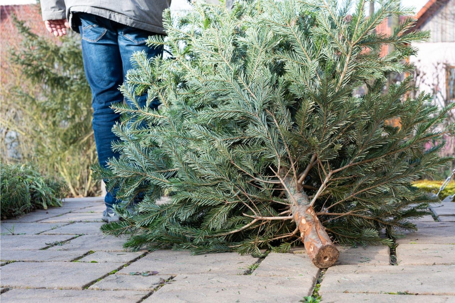 How to Dispose of Your Christmas Tree in the Village and Town of New Glarus