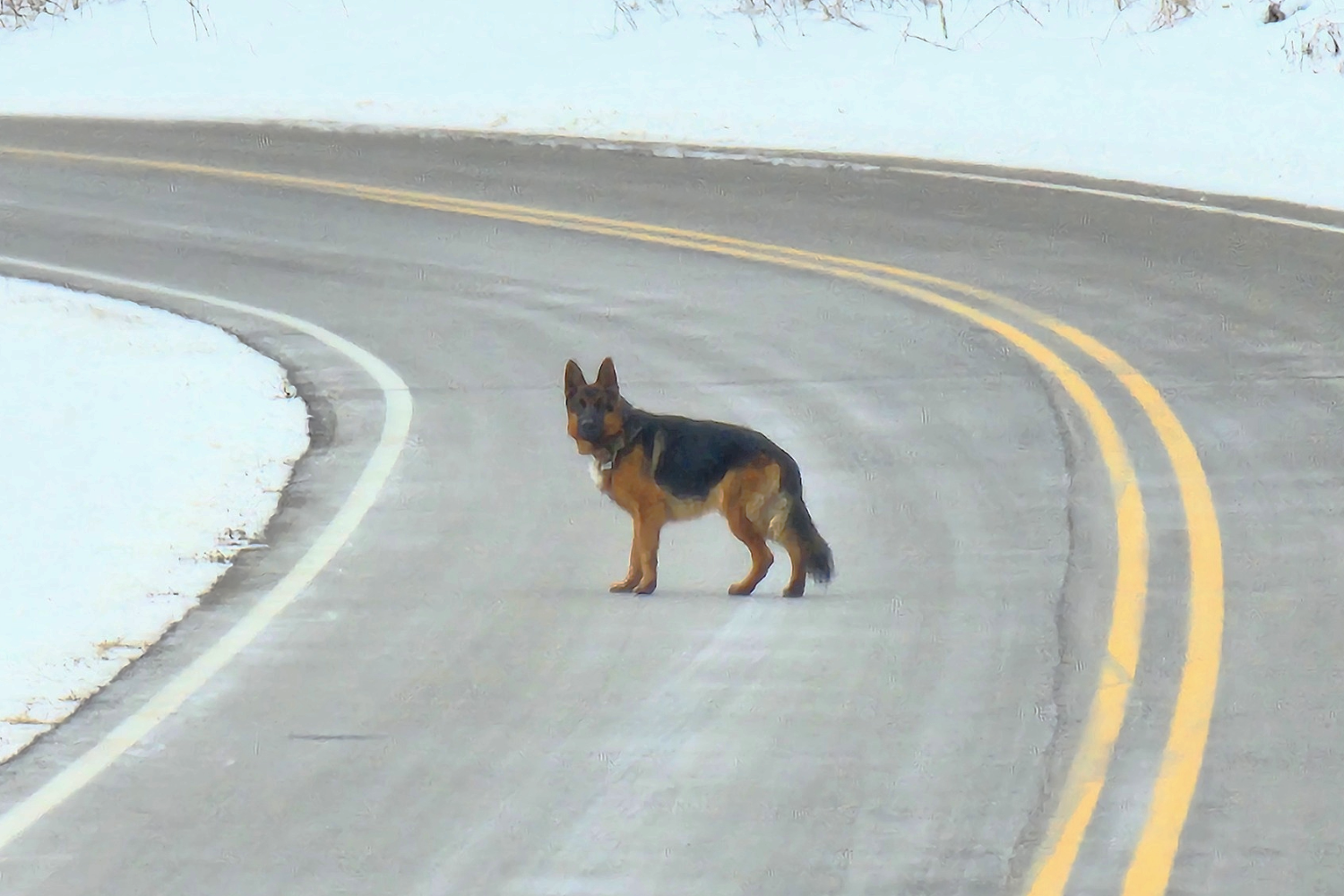 German Shepherd Reported Roaming East of New Glarus