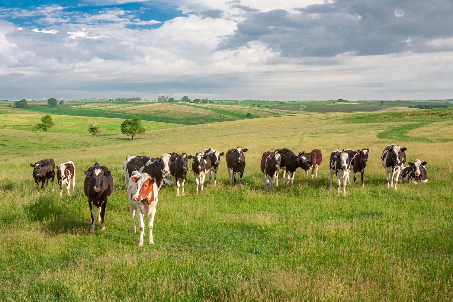 Green County Breakfast on The Farm Set for Pinnacle Dairy