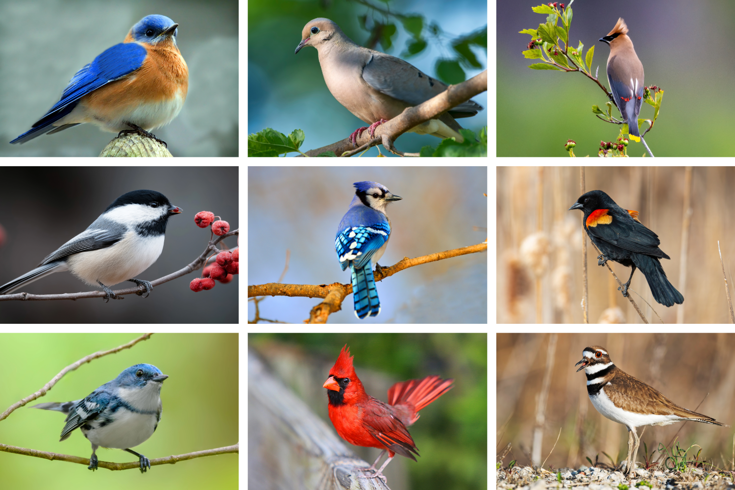 A Guide to Spring Birding Around New Glarus