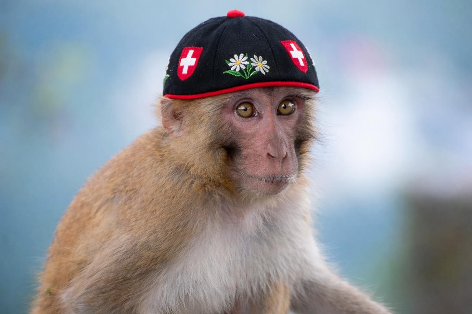 Eric the Monkey’s New Glarus Escape Still Charms — And Haunts