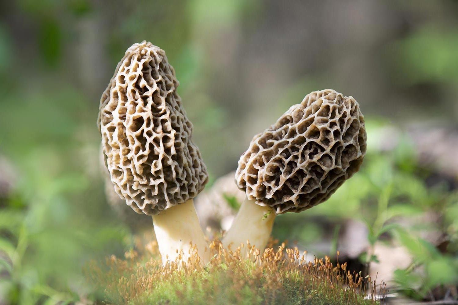 Morel Hunting Season Arrives in the New Glarus Area