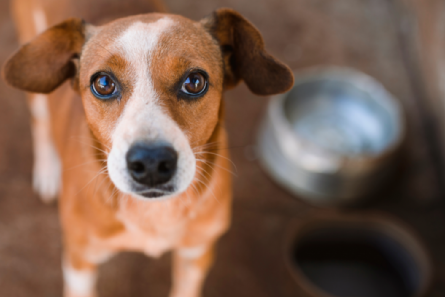 National Pet Day Puts New Glarus’ Animal Lovers in the Spotlight