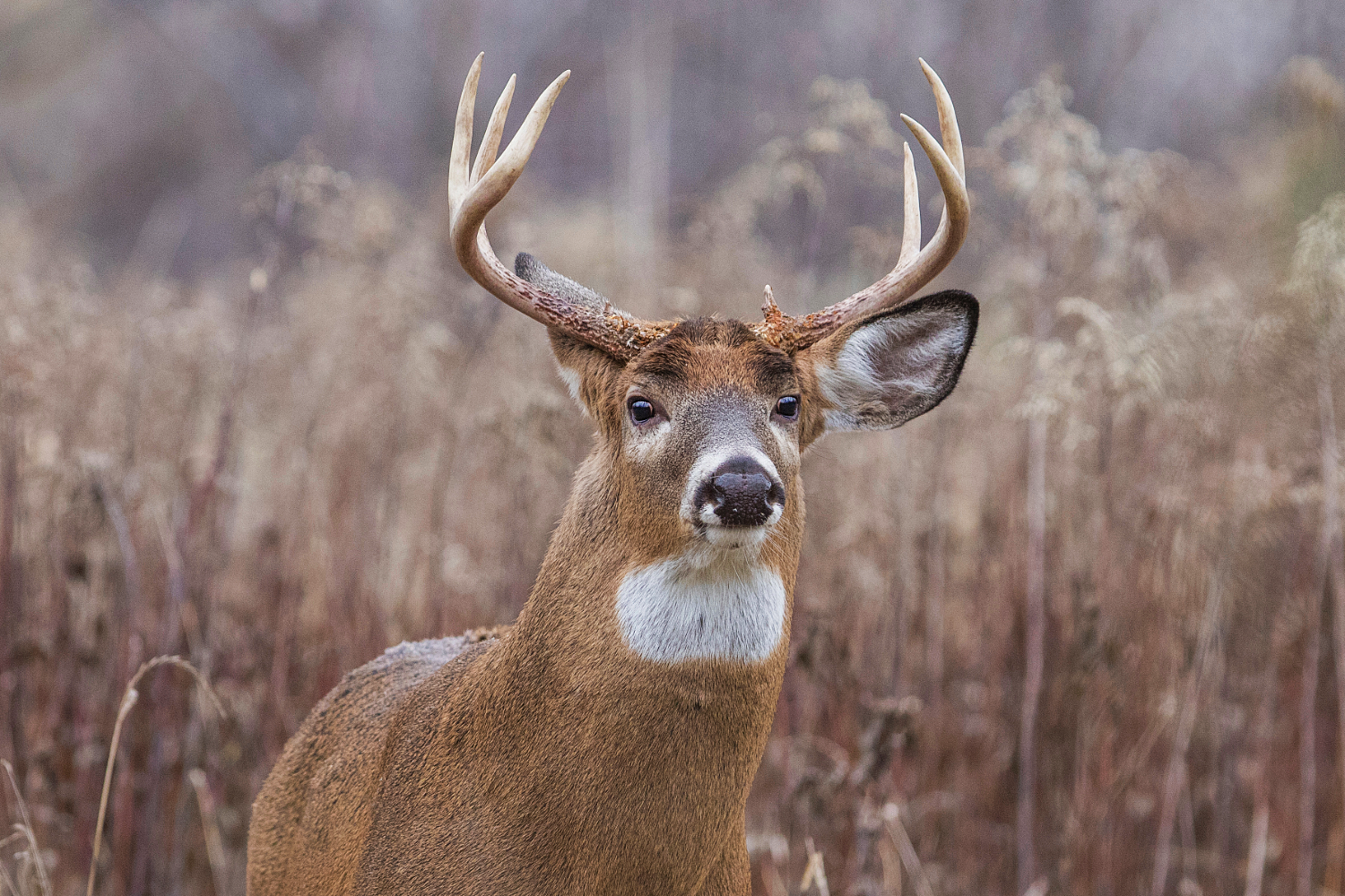 DNR Seeks Input on 2026 Deer Season