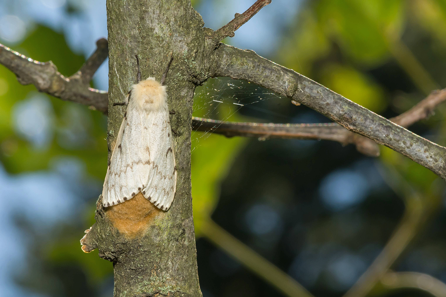 Green County Added to Spongy Moth Quarantine