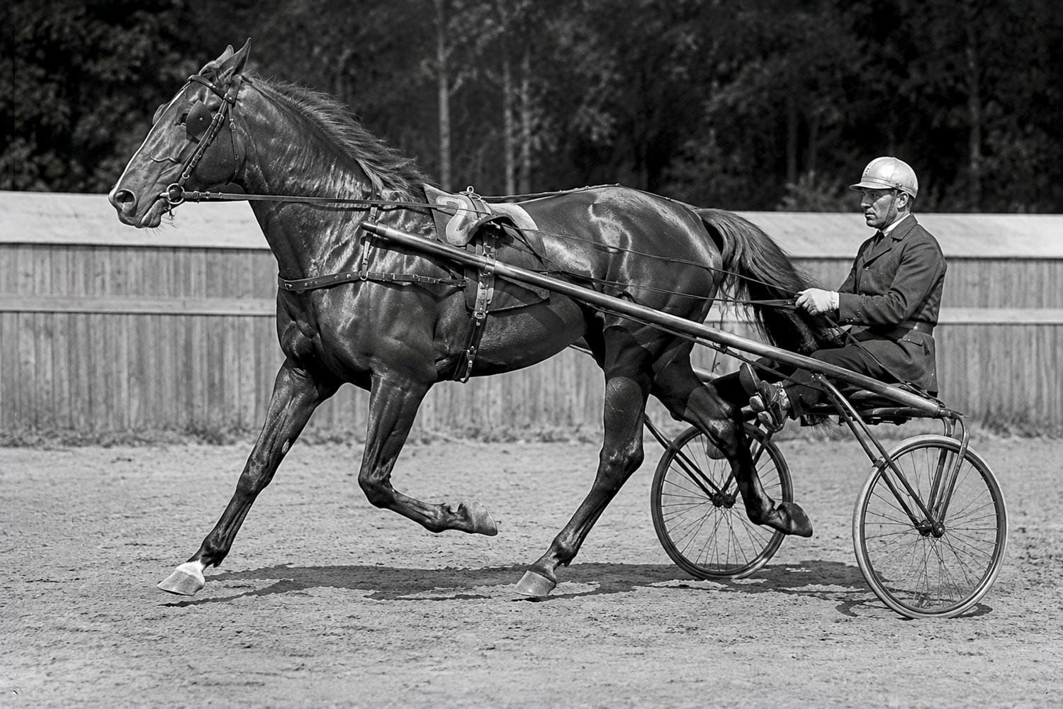 How a Horse May Be the Greatest Athlete in Green County History