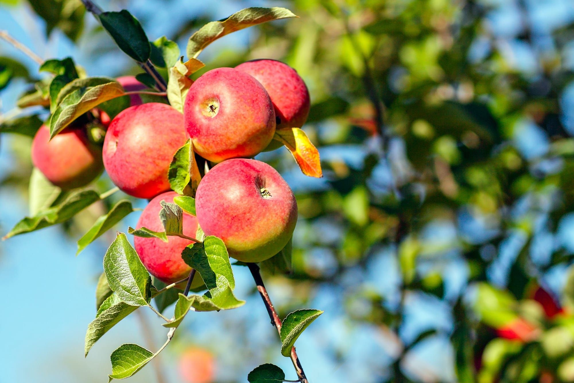 Munchkey Apples Offers Autumn Charm and Fall Flavors Near New Glarus