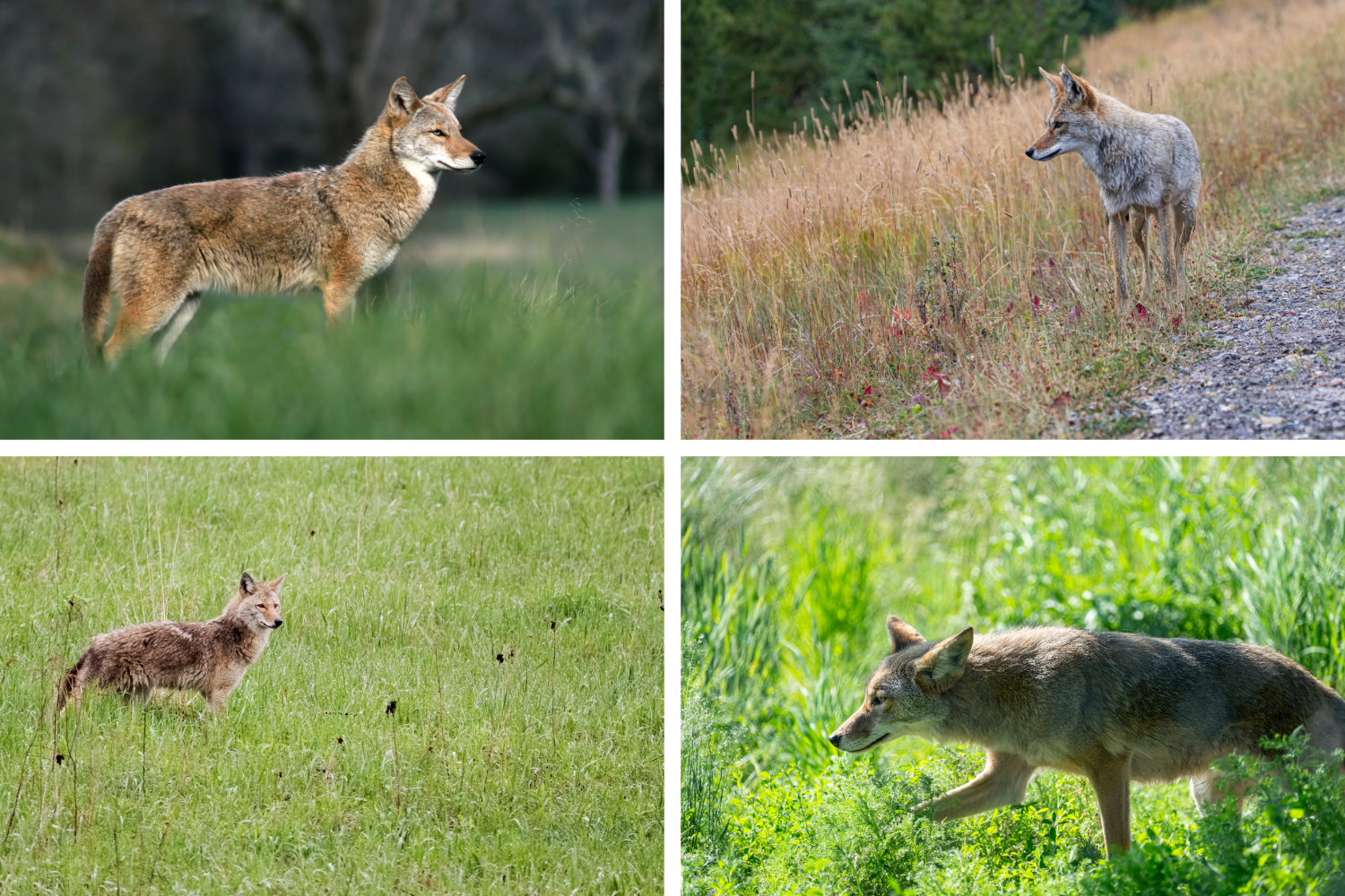 New Coyote Sightings Reveal Emerging Patterns Around New Glarus