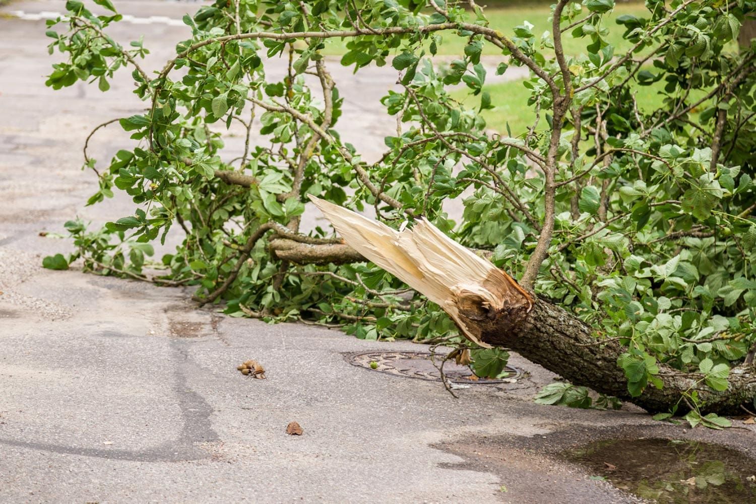 Severe Storm Triggers Fire Department Response in New Glarus
