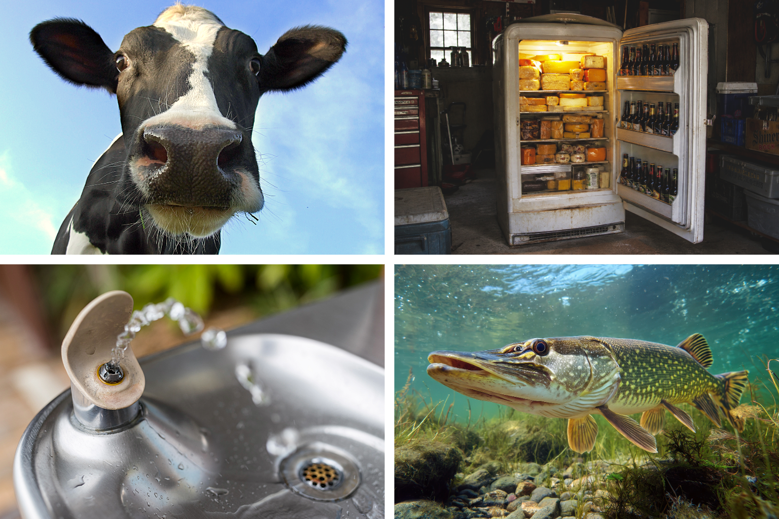 Wisconsin Lingo and Lexicon Dictionary: From Bubbler to Uff Da