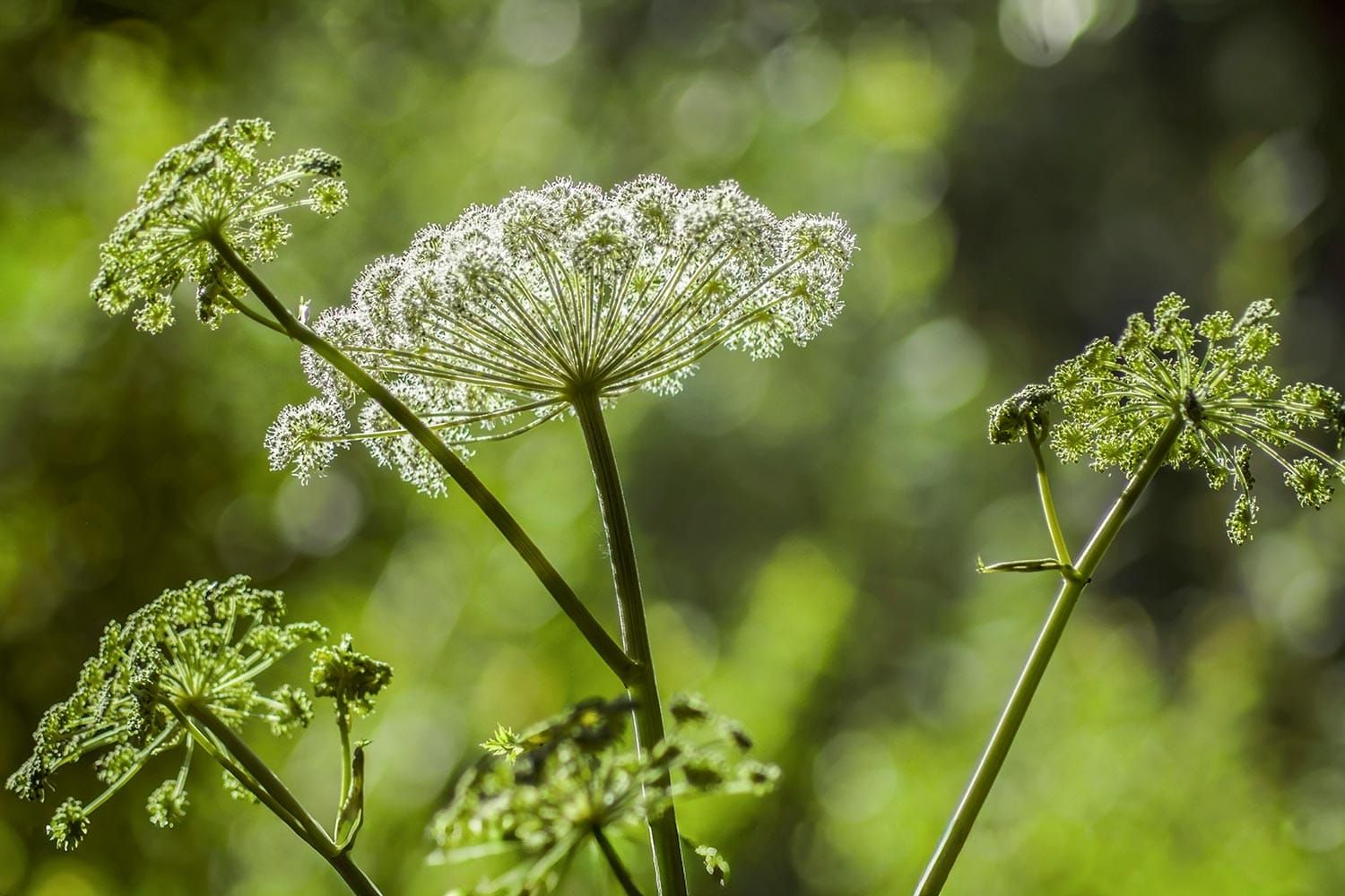 Poison Hemlock Poses Serious Risk in Green County