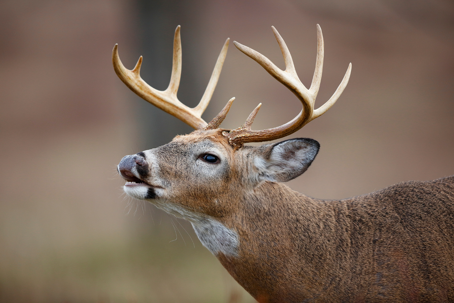 What Green County Should Know About CWD This Deer Season