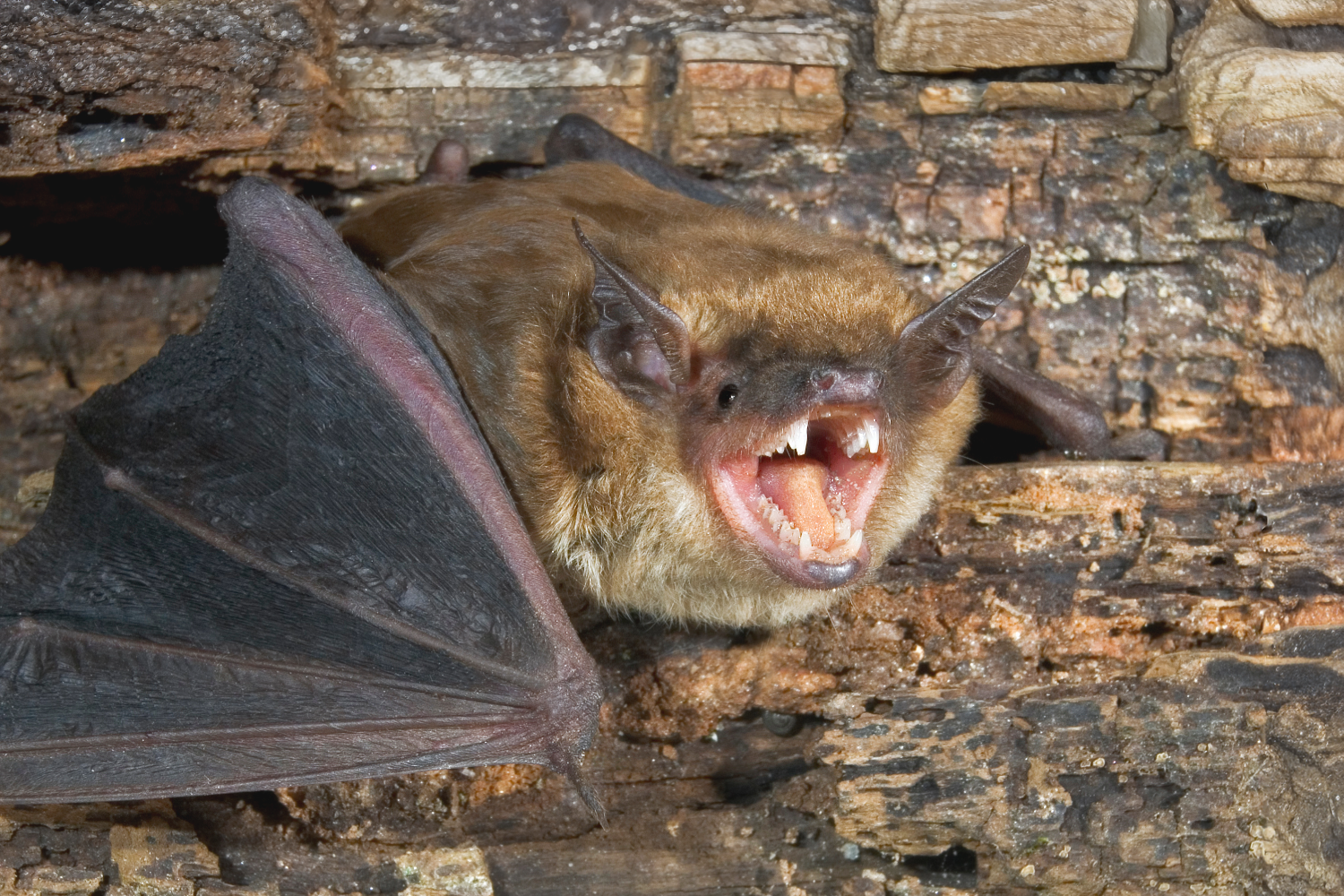 Bats Found Inside Chalet of the Golden Fleece
