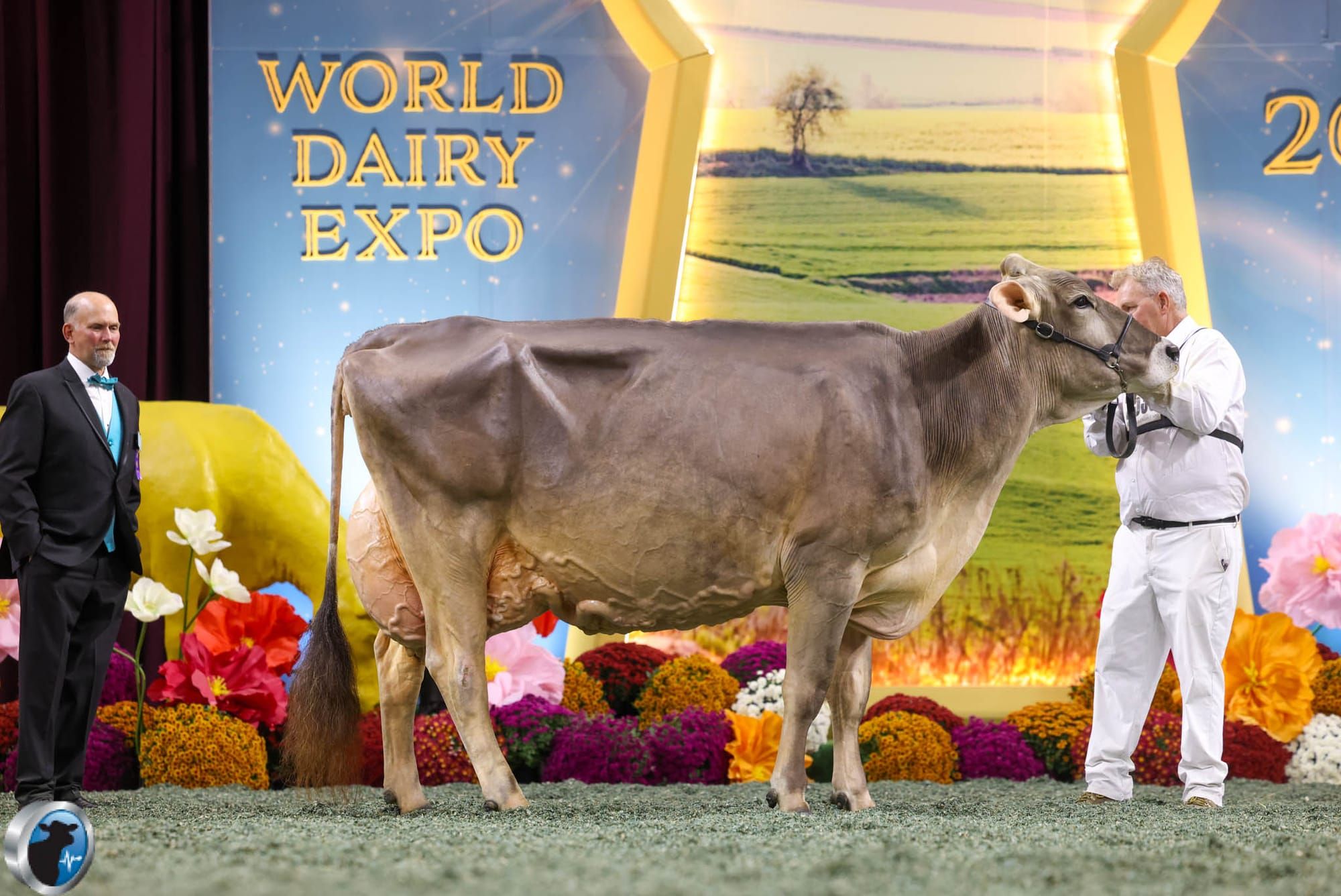 Voegeli Farm Brown Swiss Earn Top Finishes at World Dairy Expo