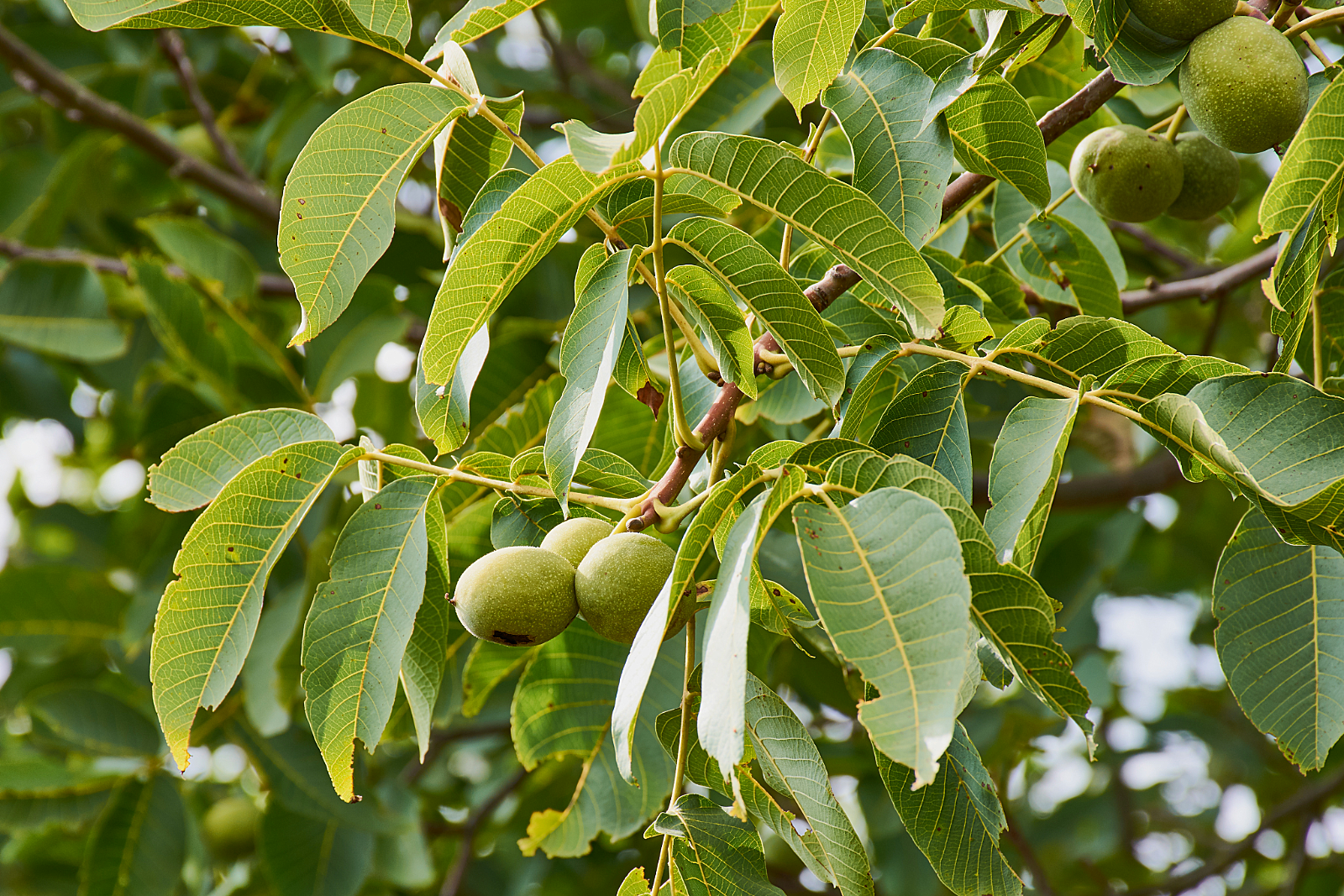 Black Walnut Season Brings a Wild Harvest to Southern Wisconsin