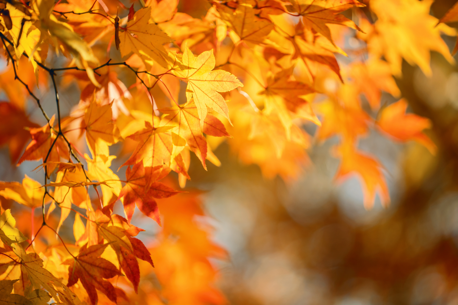 Fall Colors Begin to Show Across Green County