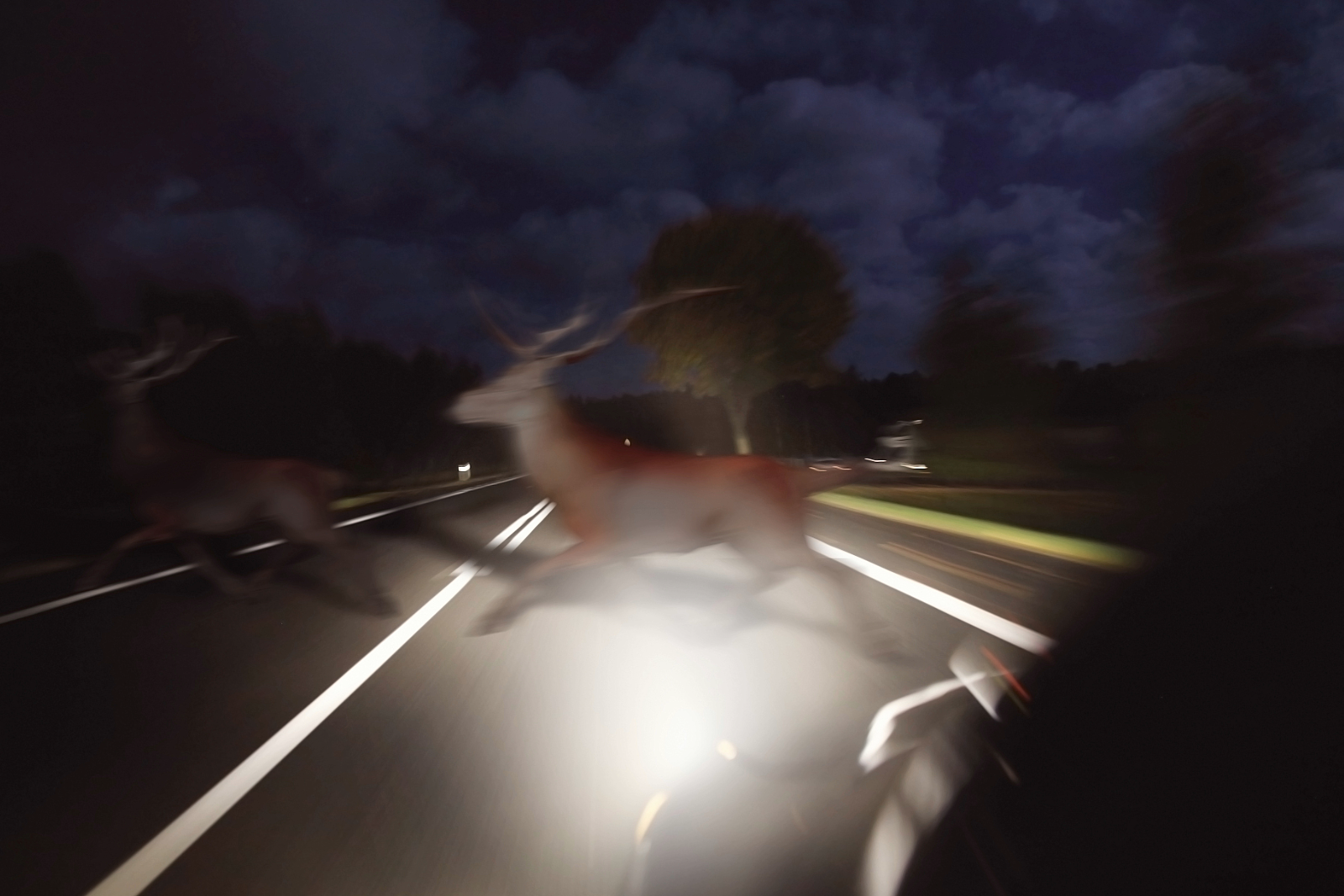 Fall Deer Rut Raises Crash Risk on Rural Roads