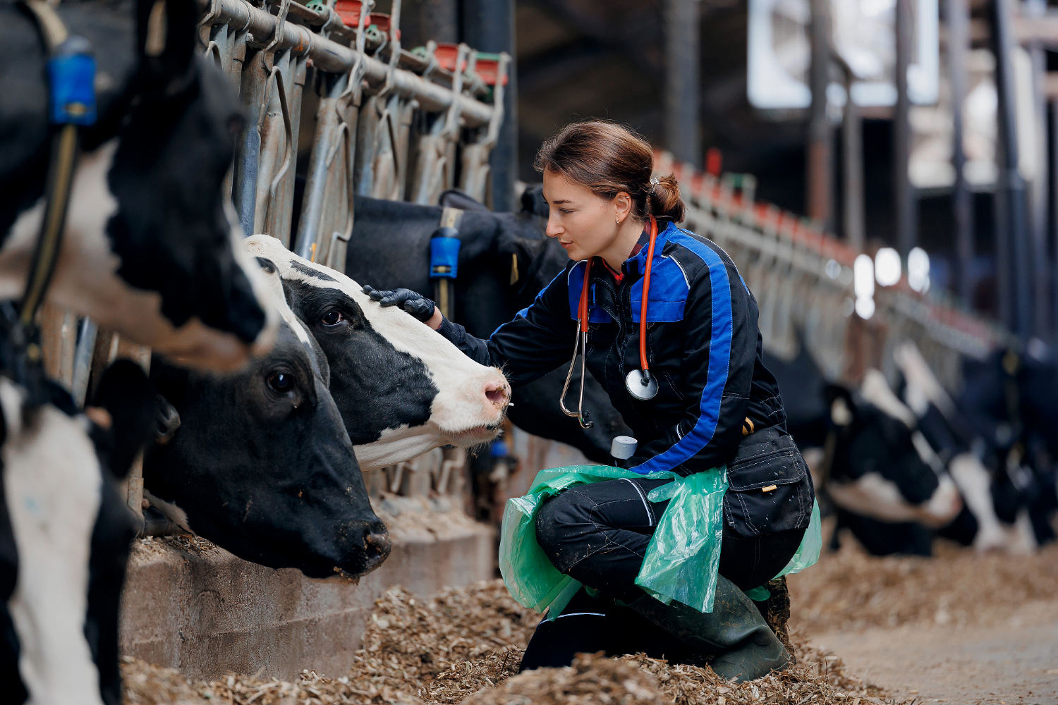 Rare Cattle Disease Returns to Wisconsin