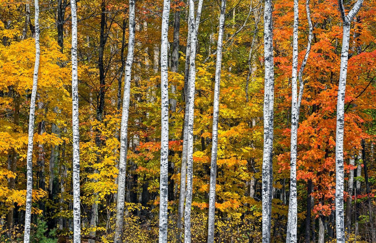 Fall Colors Near Peak as Perfect Weekend Weather Arrives