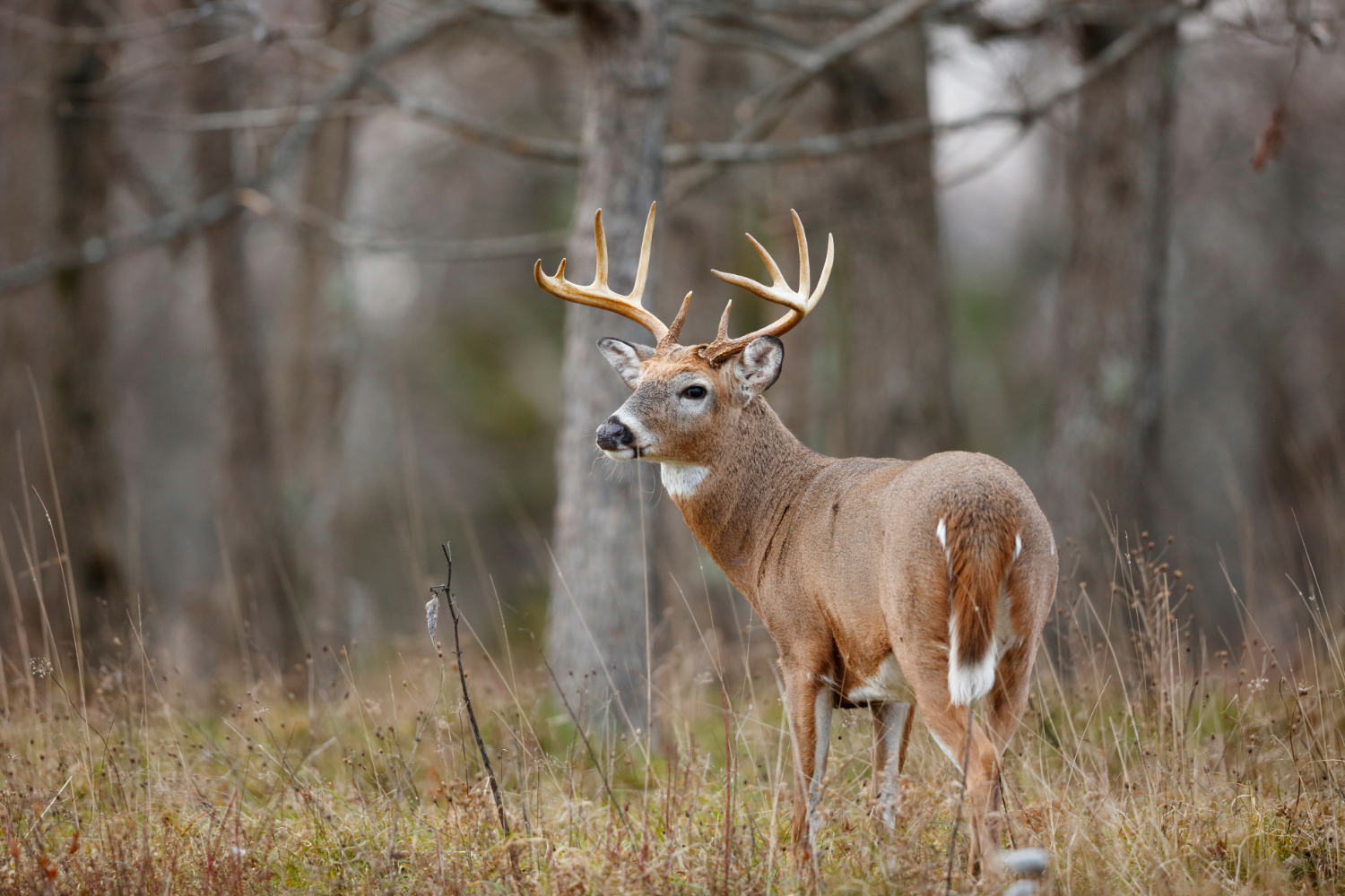Youth Deer Hunt Arrives Oct. 10-11 Across Wisconsin